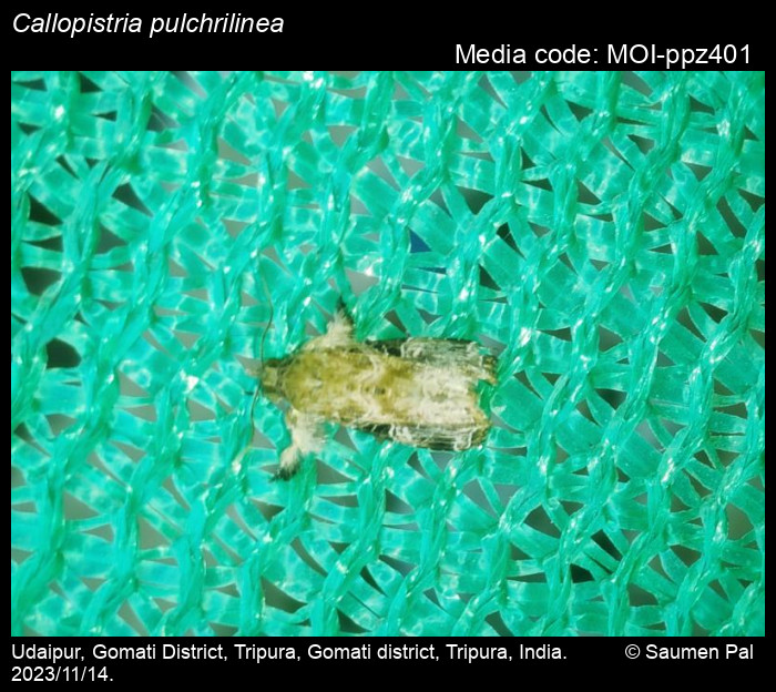 Callopistria pulchrilinea (Walker, 1862) - | Moths